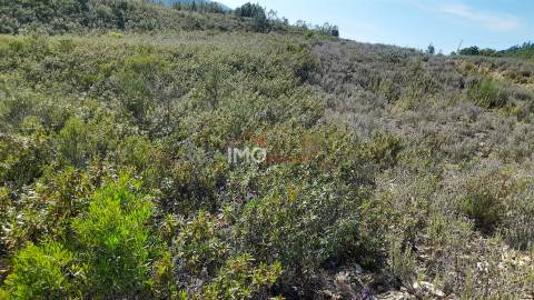 Terreno Rústico  Venda em Reguengo e São Julião,Portalegre