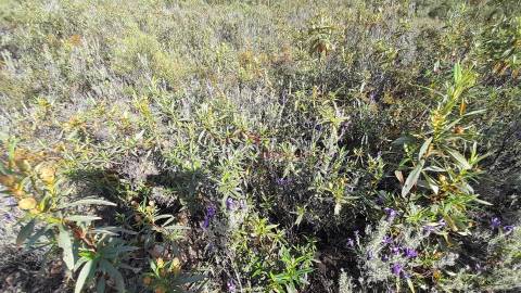 Terreno Rústico  Venda em Reguengo e São Julião,Portalegre