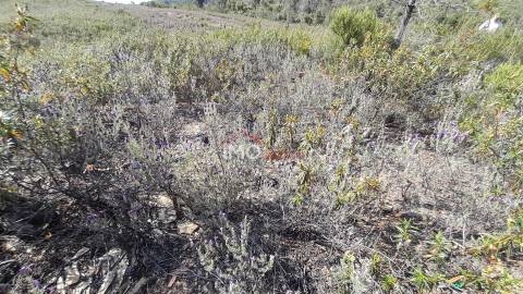 Terreno Rústico  Venda em Reguengo e São Julião,Portalegre