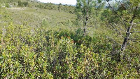 Terreno Rústico  Venda em Reguengo e São Julião,Portalegre