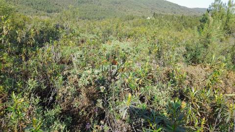 Terreno Rústico  Venda em Reguengo e São Julião,Portalegre