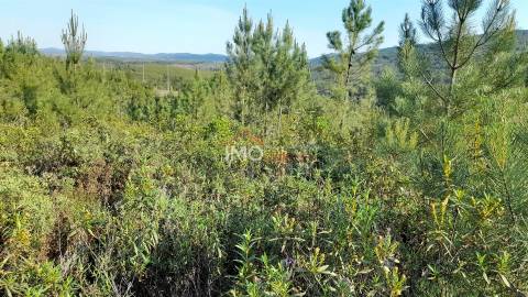 Terreno Rústico  Venda em Reguengo e São Julião,Portalegre