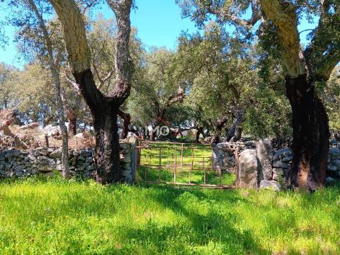 Terreno Rústico  Venda em Beirã,Marvão