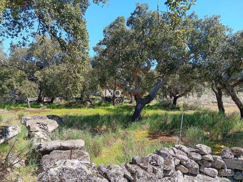 Terreno Rústico  Venda em Beirã,Marvão