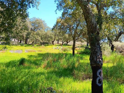 Terreno Rústico  Venda em Beirã,Marvão
