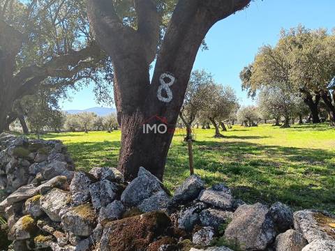 Terreno Rústico  Venda em Beirã,Marvão