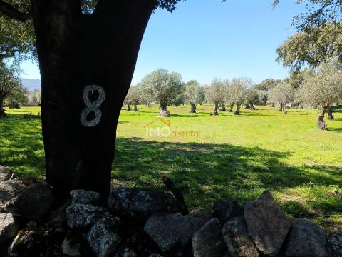 Terreno Rústico  Venda em Beirã,Marvão
