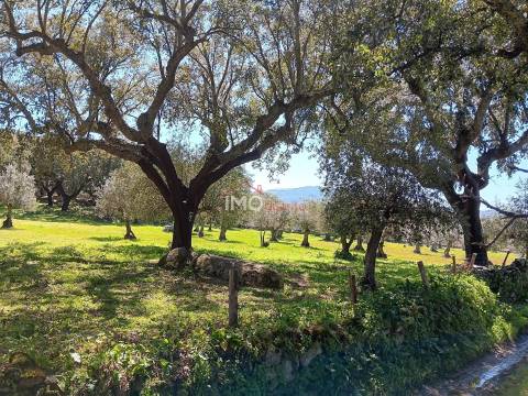 Terreno Rústico  Venda em Beirã,Marvão