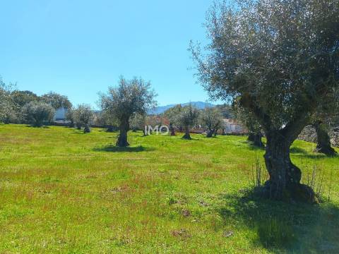 Terreno Rústico  Venda em Beirã,Marvão