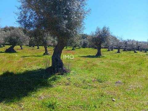 Terreno Rústico  Venda em Beirã,Marvão