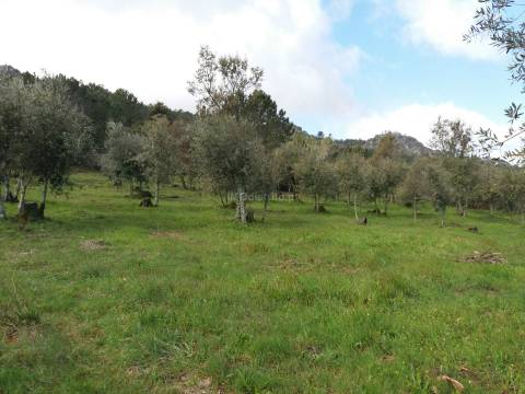 Terreno Rústico  Venda em São João Baptista,Castelo de Vide
