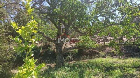 Quinta T3 Venda em Santa Maria da Devesa,Castelo de Vide