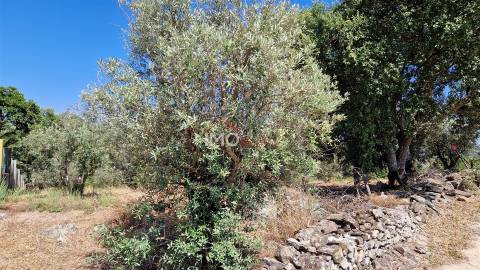 Terreno Para Construção  Venda em Santa Maria da Devesa,Castelo de Vide