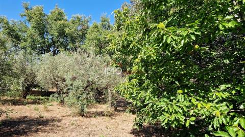 Terreno Para Construção  Venda em Santa Maria da Devesa,Castelo de Vide