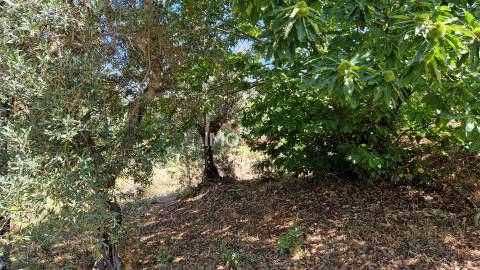 Terreno Para Construção  Venda em Santa Maria da Devesa,Castelo de Vide