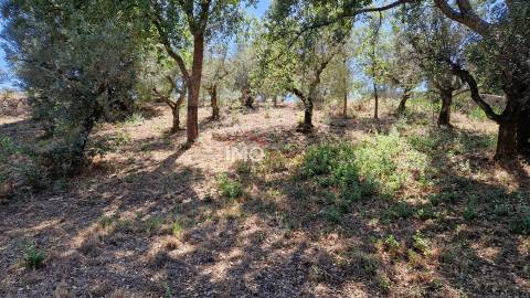 Terreno Para Construção  Venda em Santa Maria da Devesa,Castelo de Vide