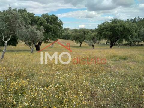 Quintinha T2 Venda em Alegrete,Portalegre