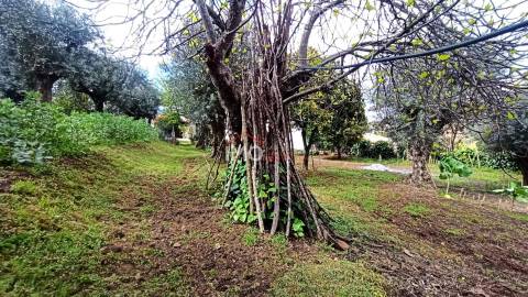Moradia Isolada T3 Venda em São João Baptista,Castelo de Vide