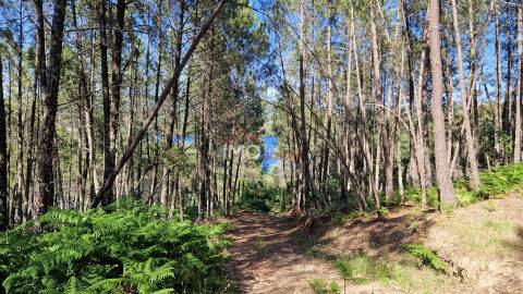 Terreno  Venda em São Salvador da Aramenha,Marvão