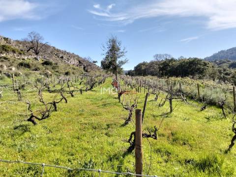 Herdade T5 Venda em Santa Maria de Marvão,Marvão