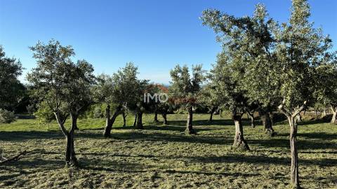 Quinta T2 Venda em Santiago Maior,Castelo de Vide