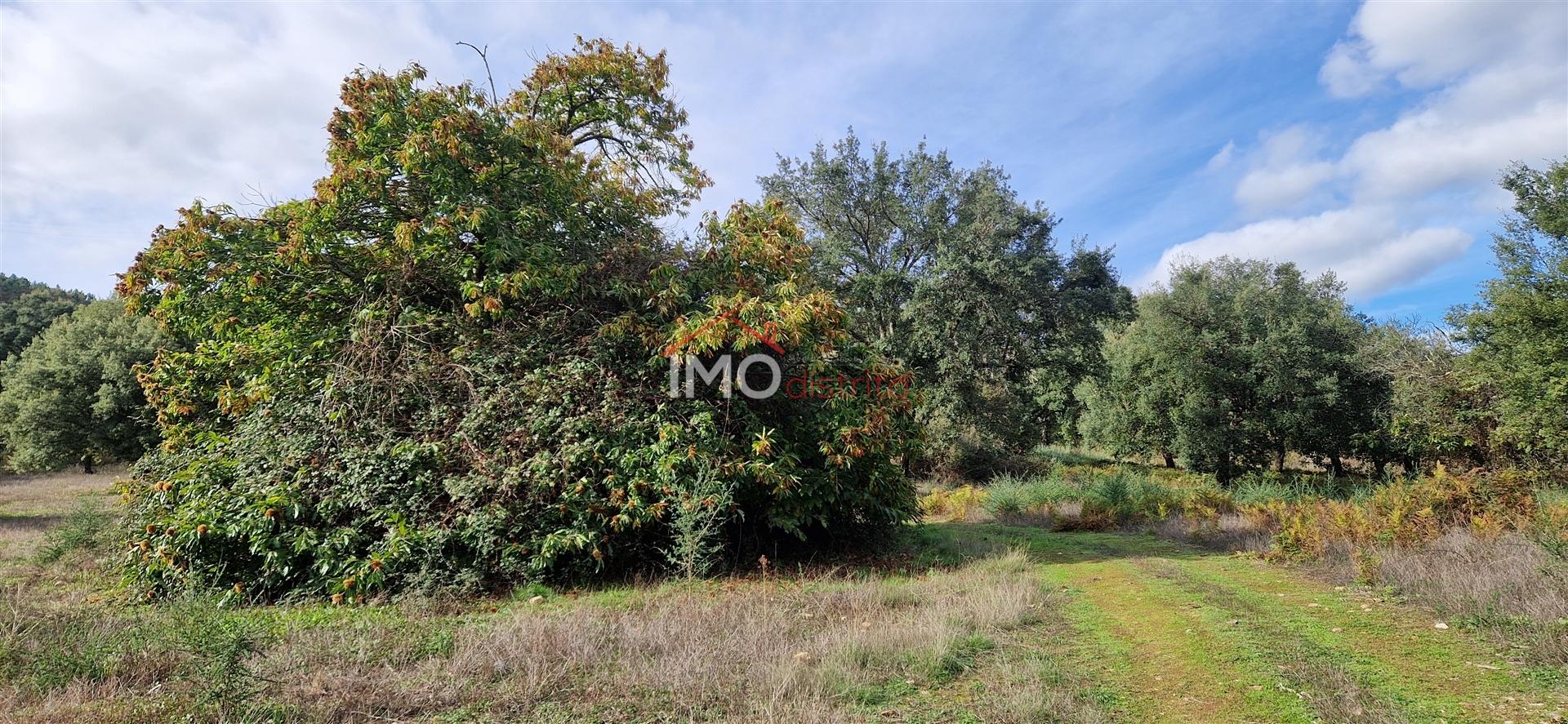 Quinta T2 Venda em São Salvador da Aramenha,Marvão
