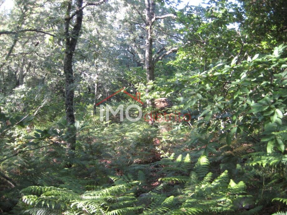 Terreno Rústico  Venda em Santa Maria de Marvão,Marvão