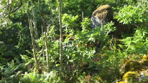 Terreno Rústico  Venda em Santa Maria de Marvão,Marvão