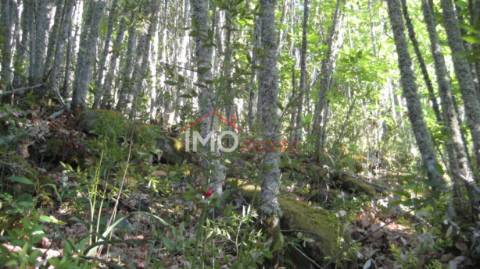 Terreno Rústico  Venda em Santa Maria de Marvão,Marvão