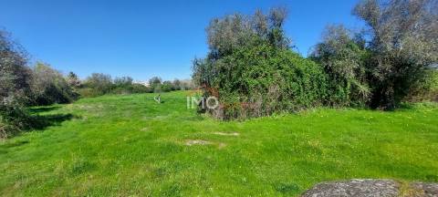 Quinta com 3,6 ha de Terreno