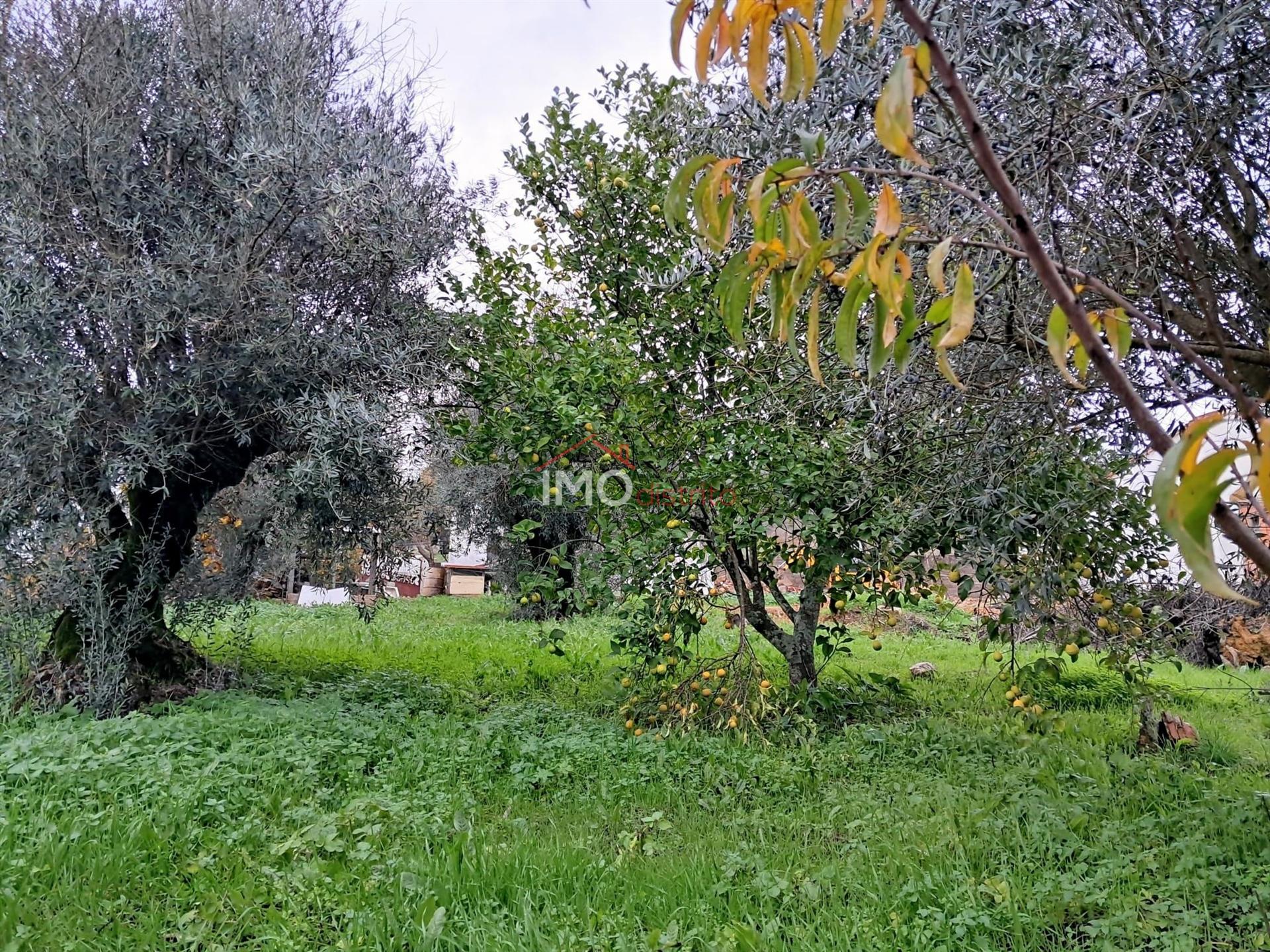 Terreno  Venda em Fortios,Portalegre