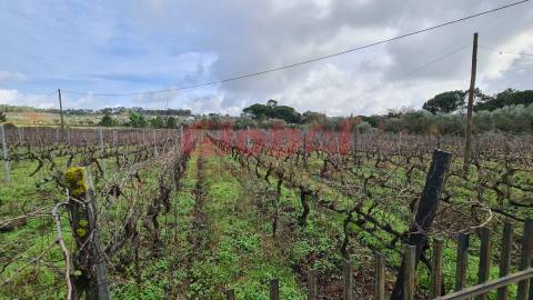 Herdade T3 Venda em Alcafache,Mangualde