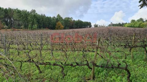 Herdade T3 Venda em Alcafache,Mangualde