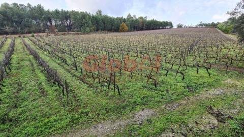 Herdade T3 Venda em Alcafache,Mangualde