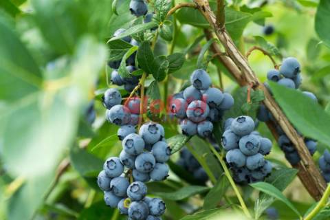 Quinta  Venda em Quintela de Azurara,Mangualde