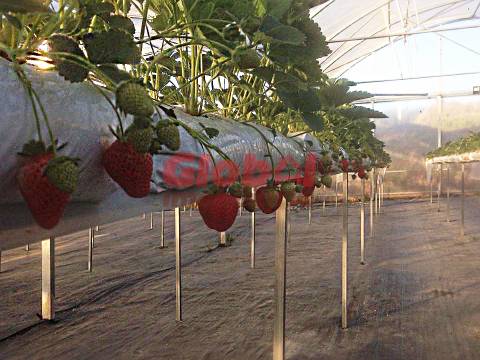 Quinta  Venda em Quintela de Azurara,Mangualde