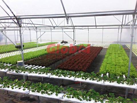 Quinta  Venda em Quintela de Azurara,Mangualde