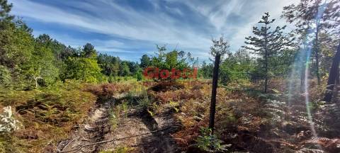 Terreno Rústico  Venda em Rio de Loba,Viseu