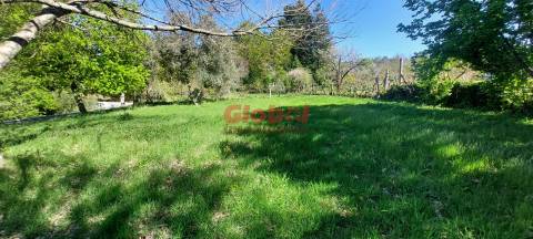 Terreno  Venda em Bodiosa,Viseu