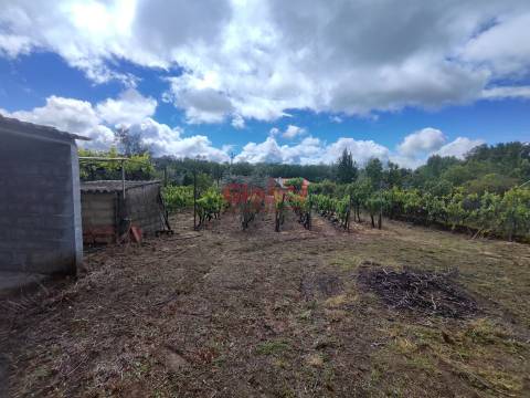 Terreno  Venda em Mundão,Viseu