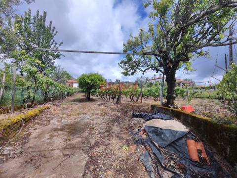 Terreno  Venda em Mundão,Viseu