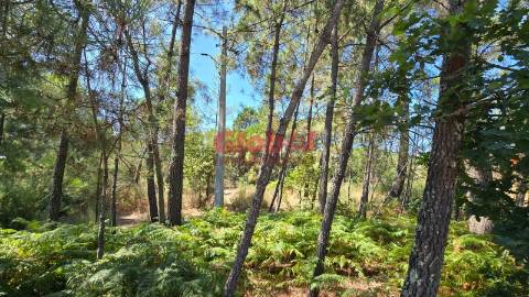 Terreno Rústico  Venda em Rio de Loba,Viseu
