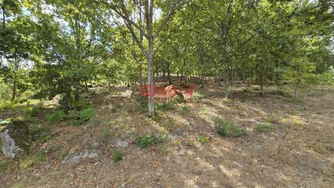 Lote de Terreno  Venda em Couto de Baixo e Couto de Cima,Viseu