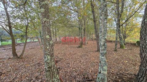 Terreno  Venda em Barreiros e Cepões,Viseu
