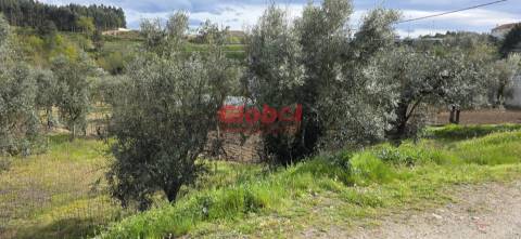 Terreno Para Construção  Venda em Fragosela,Viseu