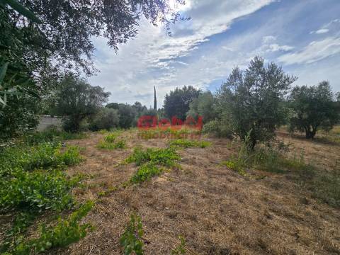 Terreno  Venda em Silgueiros,Viseu