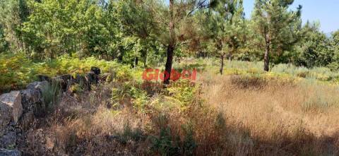 Terreno Rústico  Venda em Faíl e Vila Chã de Sá,Viseu