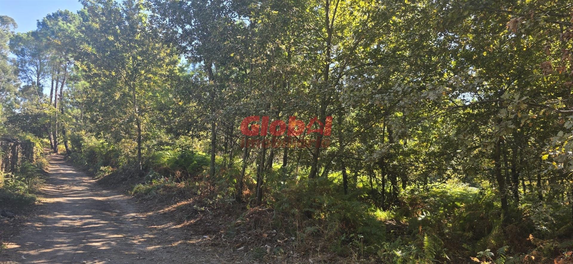 Terreno Rústico  Venda em Rio de Loba,Viseu