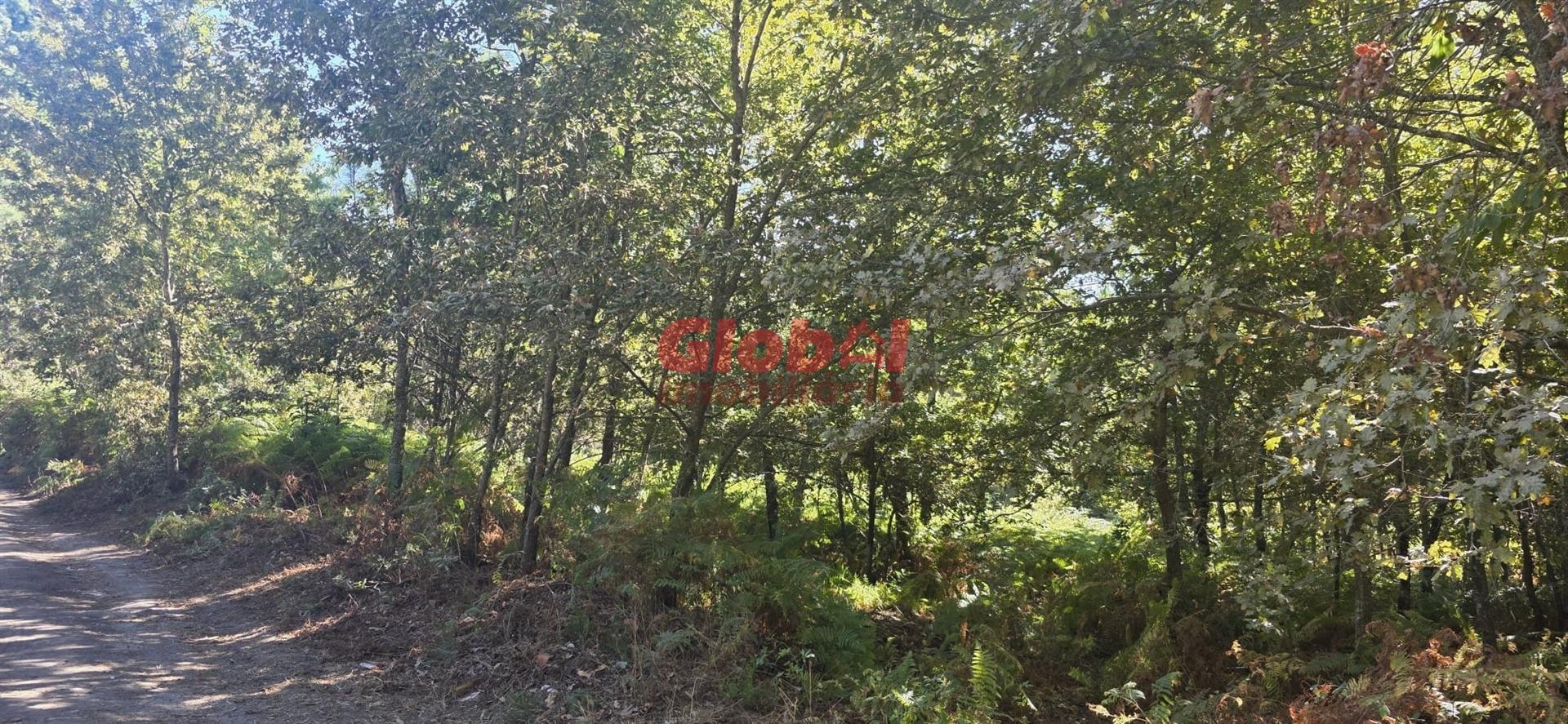 Terreno Rústico  Venda em Rio de Loba,Viseu