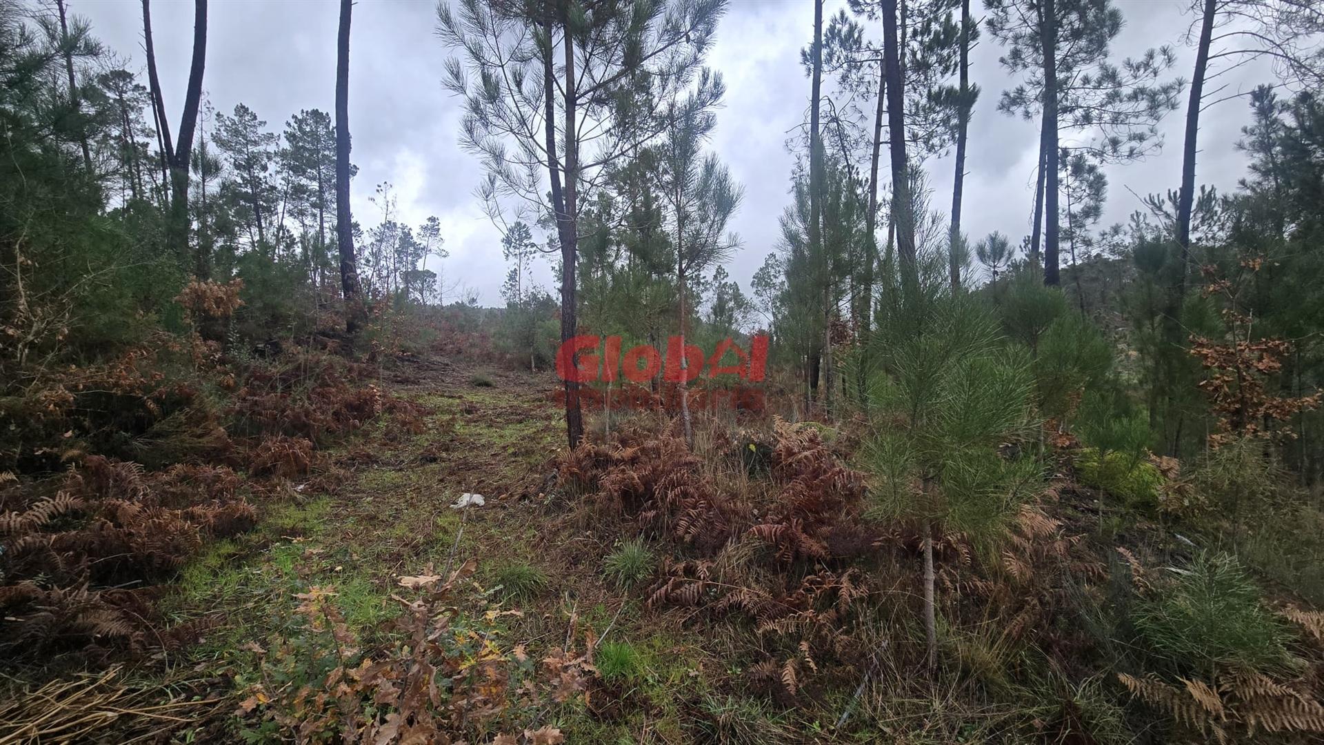 Terreno Rústico  Venda em Santos Evos,Viseu